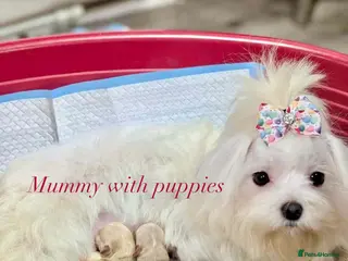 Maltipoo dogs 💫EXCEPTIONAL LUXURY F1 MALTIPOO PUPPIES🩷🩵🩷 - Advert 8