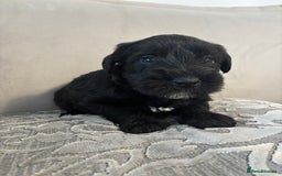 Miniature Schnauzer dogs for sale: Adorable Miniature Schnauzer Puppies KC Reg - Image 10