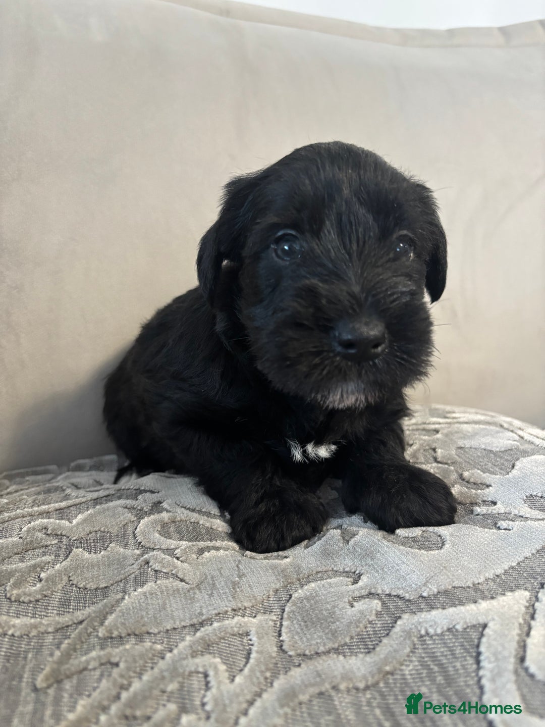 Miniature Schnauzer dogs for sale: Adorable Miniature Schnauzer Puppies KC Reg - Image 10