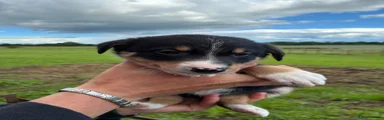 Border Collie 7