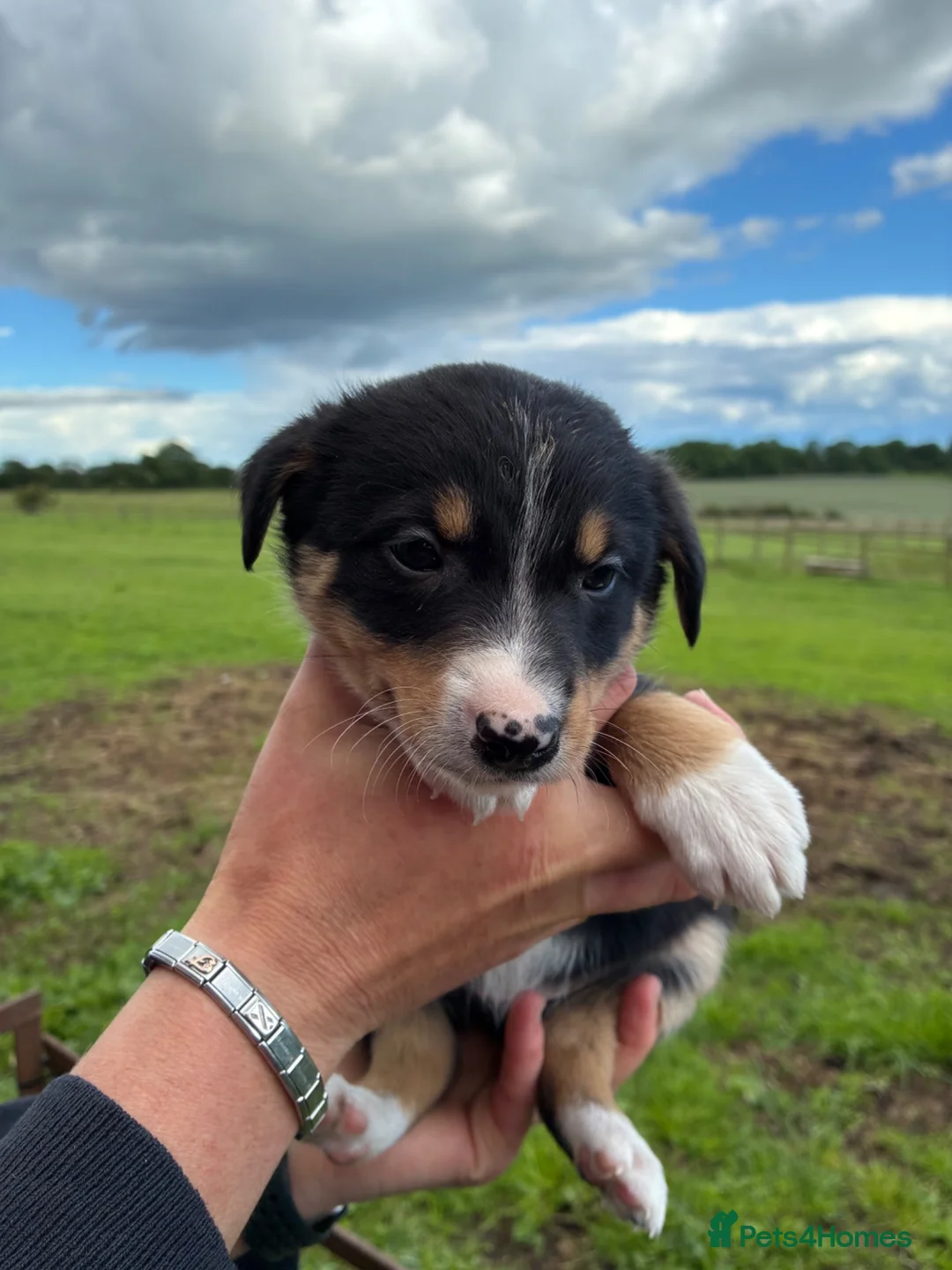 Border Collie dogs for sale: Border collie puppies  in Pickering - Advert 11
