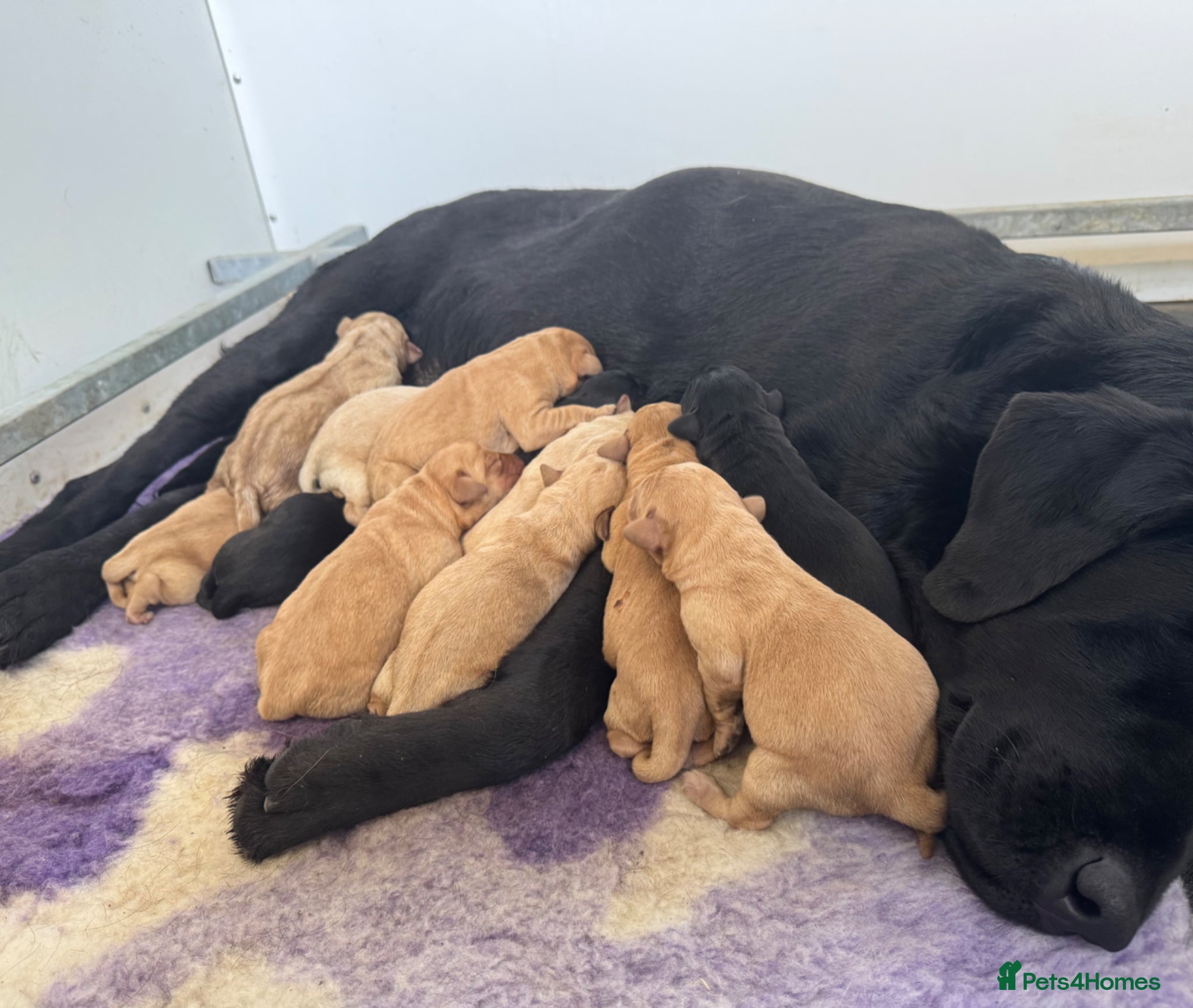 Labrador Retriever dogs KC Registered Litter of Labradors  - Advert 1