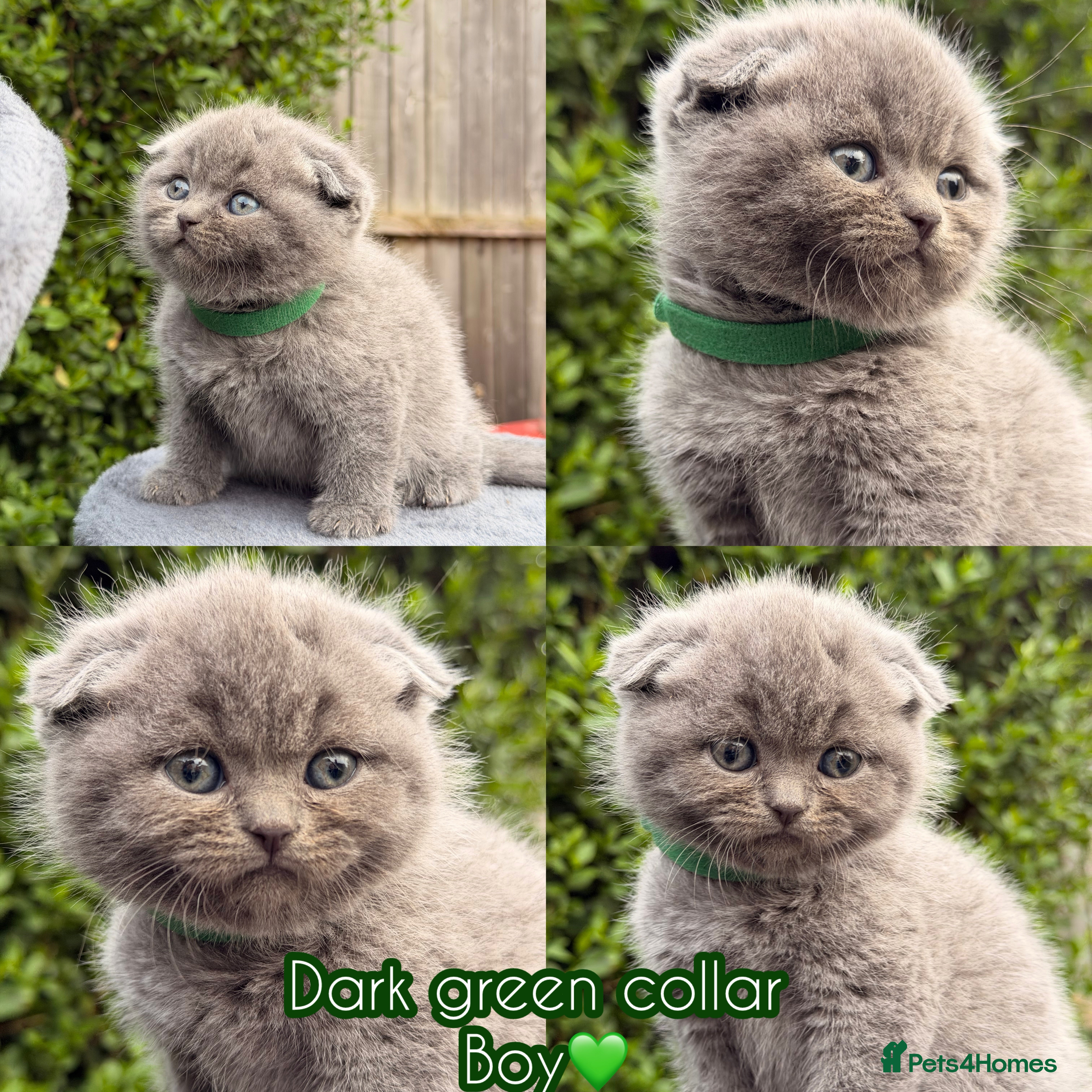 Scottish Fold cats Vaccinated and ready to go kittens ♥️ - Advert 2