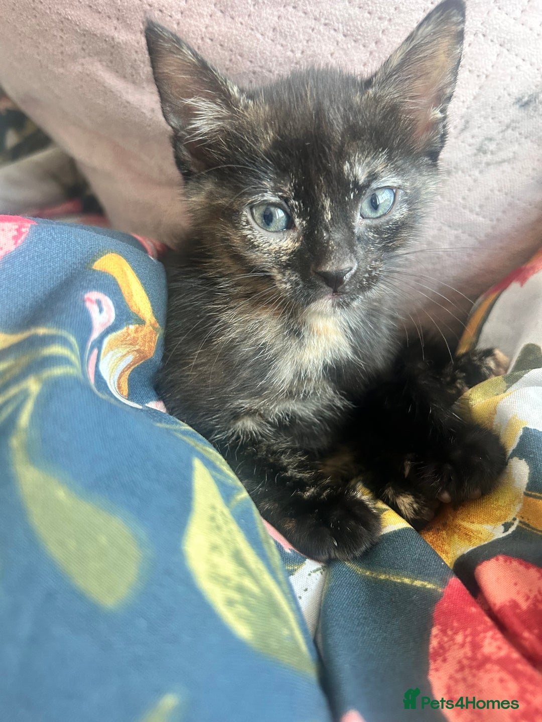 Mixed Breed cats for sale: 5 beautiful kittens ready for a new loving home  - Image 13