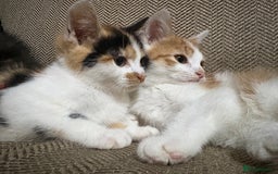 Mixed Breed cats for sale: Beautiful playful kittens looking for forever home - Image 3
