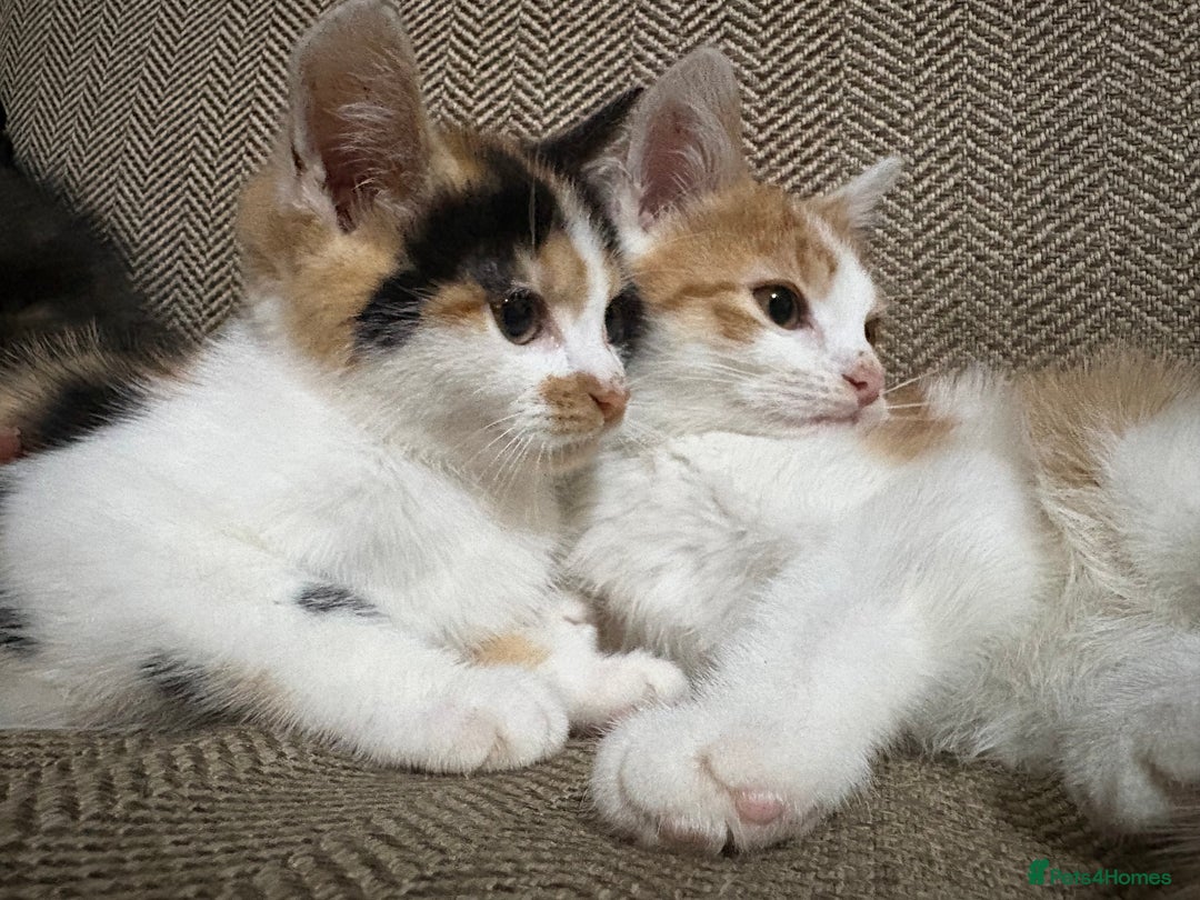 Mixed Breed cats for sale: Beautiful playful kittens looking for forever home - Image 3