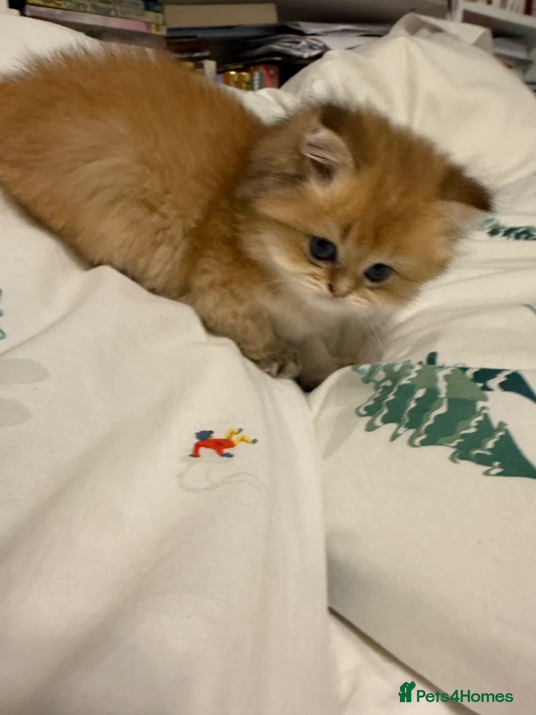 British Shorthair cats for sale: Pure bread British Shorthair  - Advert 3