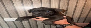 Cane Corso 6