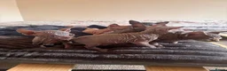 Sphynx cats for sale: Sphynx Kittens - Advert 31