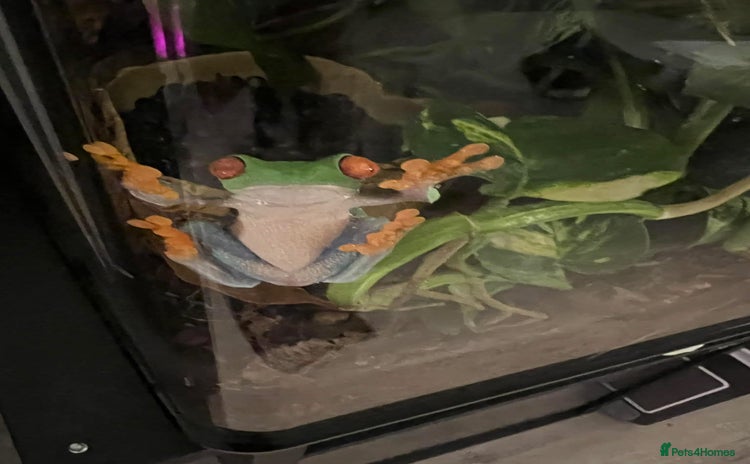 Frog reptiles - Advert 1