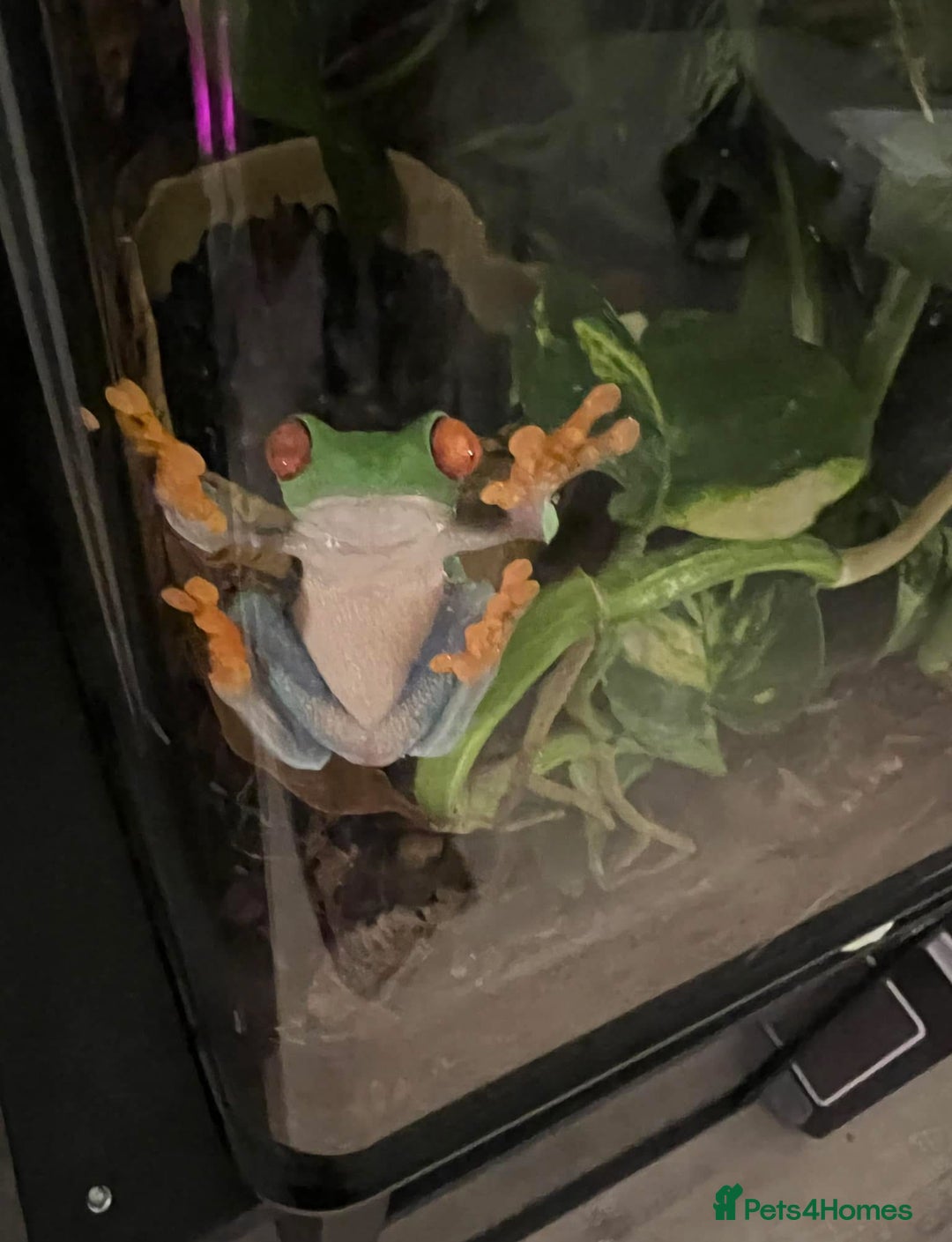 Frog reptiles for sale: Red Eyed Tree Frog - Image 1