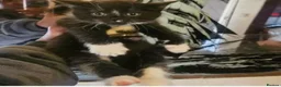 Domestic Shorthair cats for sale: kitten for sale - Advert 2
