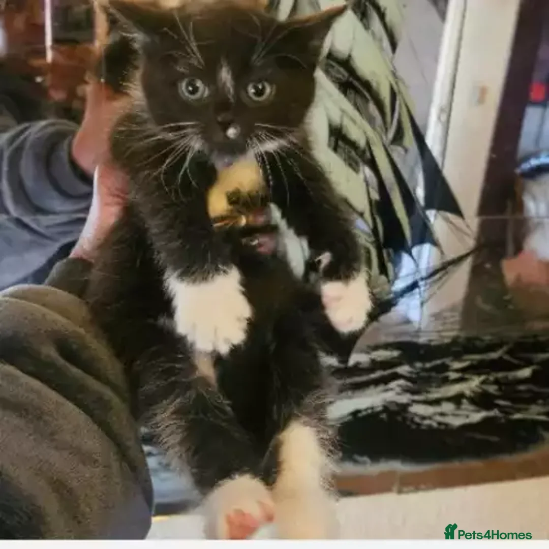 Domestic Shorthair cats for sale: kitten for sale - Advert 2