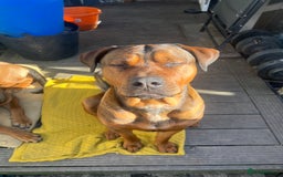 American Bull Staffy dogs for stud: Crash Bandicoot Staffweiler e ATAT d DNA tested ✅✅ - Image 15