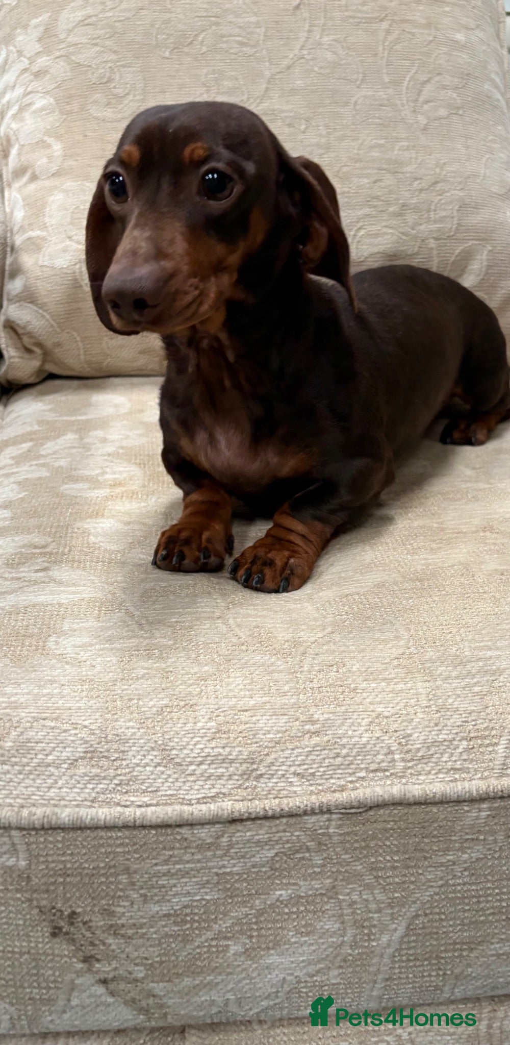 Miniature Dachshund dogs True to type miniature daschund  - Advert 2