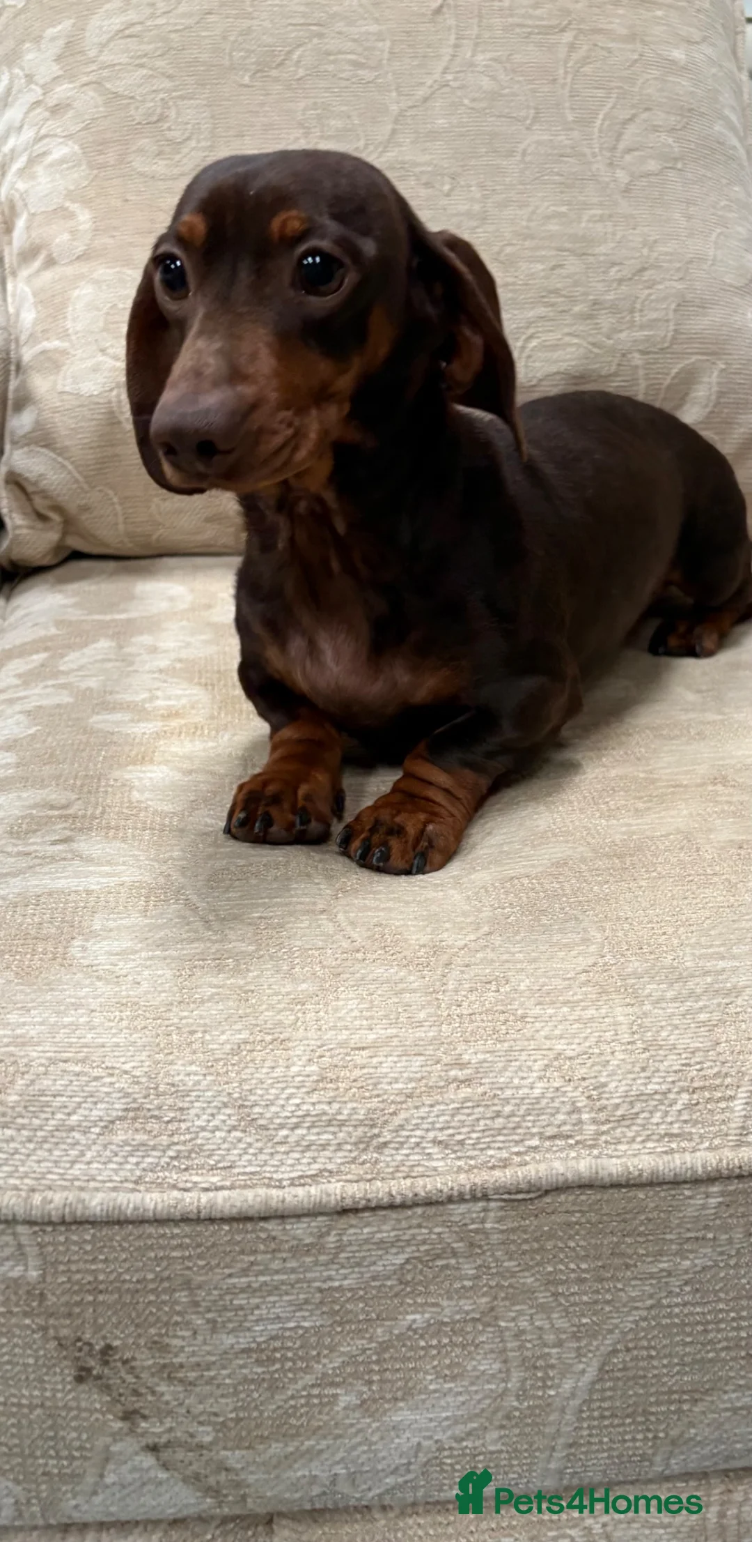Miniature Dachshund dogs for sale: True to type miniature daschund  - Advert 2