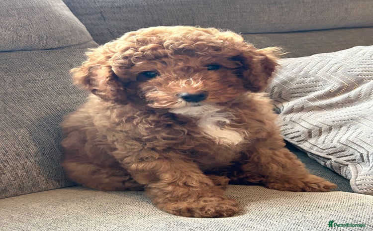 Cavapoo dogs - Advert 6
