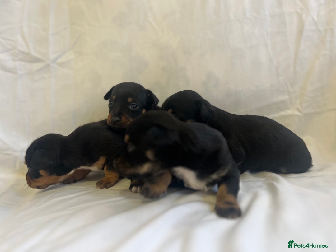 Jack Russell dogs for sale: Miniature Jack Russell puppies 🐶  - Advert 9