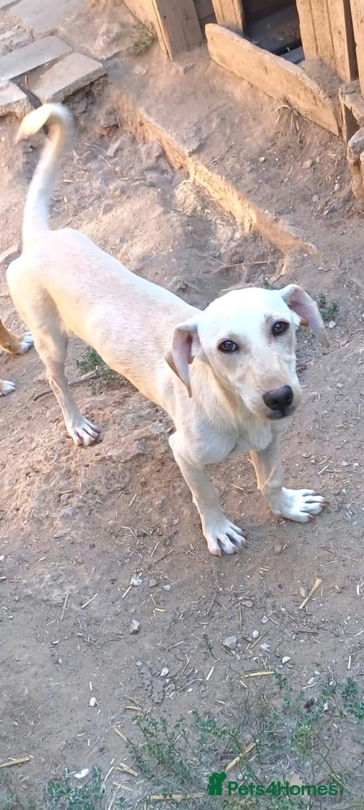 Mixed Breed dogs for adoption: Tofu, 10 months approx. Available for adoption. - Advert 1