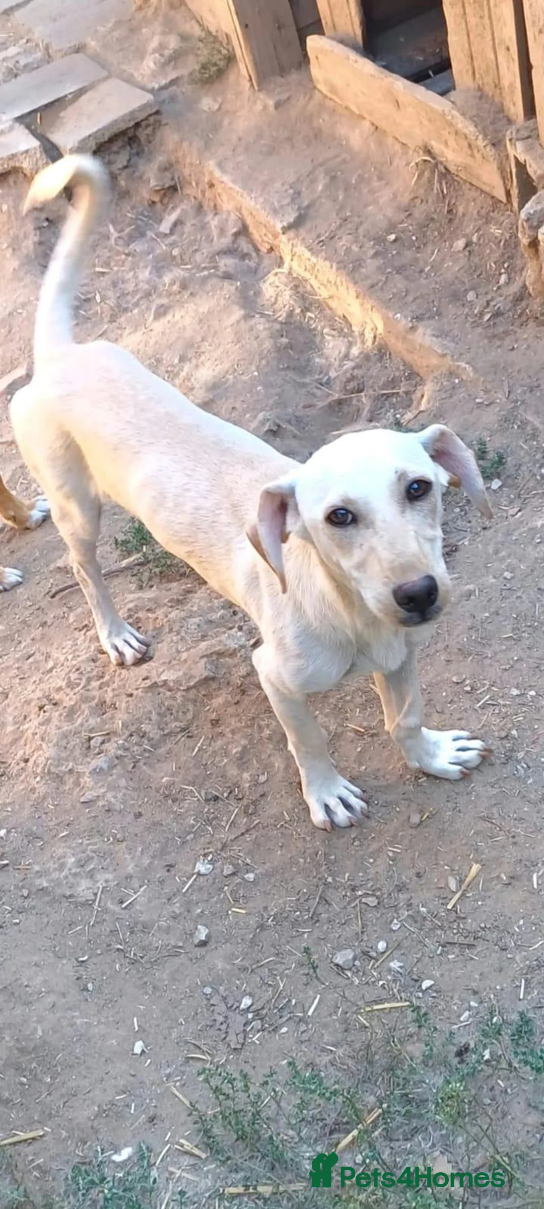 Mixed Breed dogs for adoption: Tofu, 10 months approx. Available for adoption. in Brixham - Advert 1