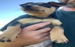 Mixed Breed dogs for sale: miniature pincher / mini jack  - Image 27
