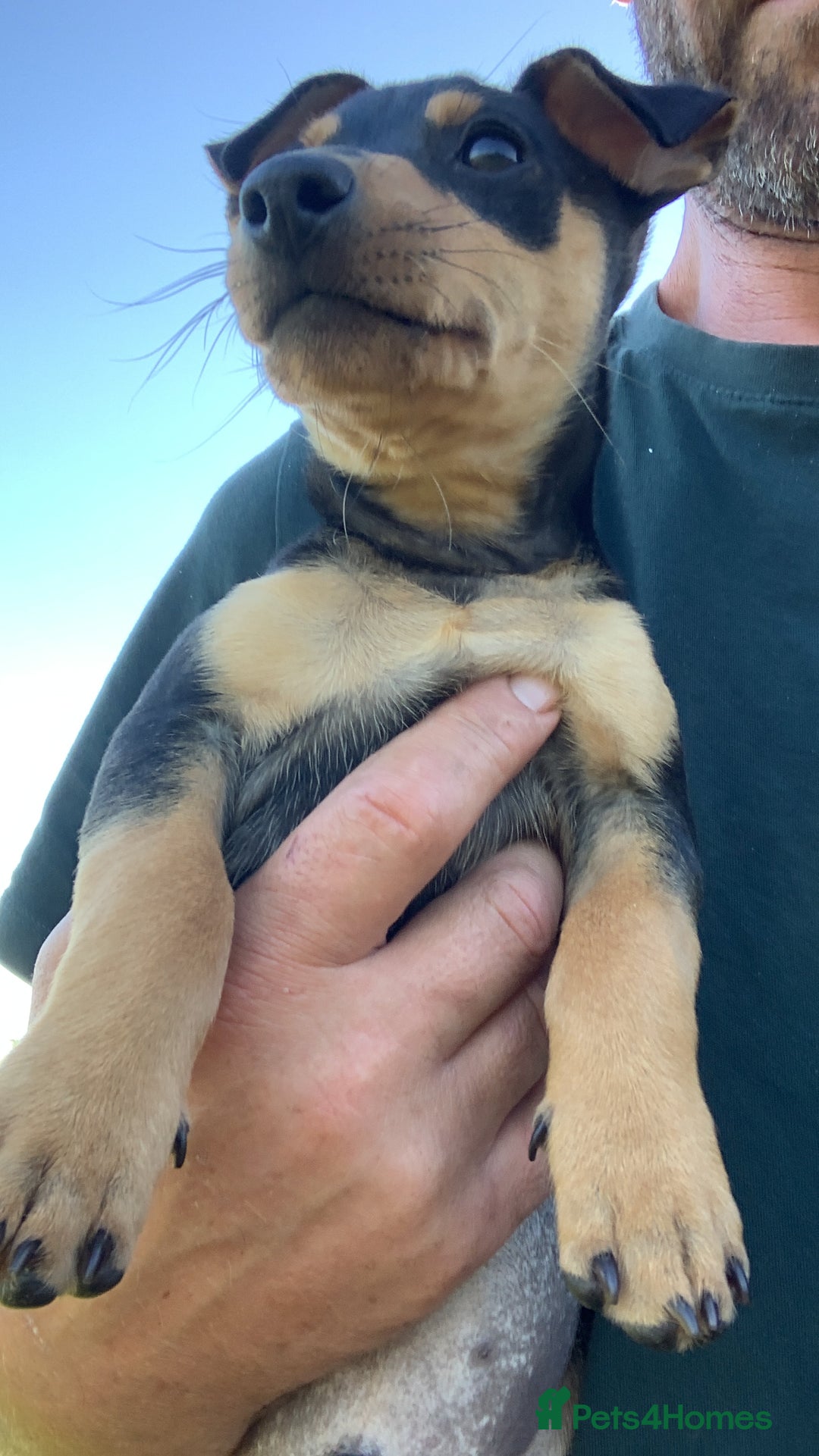 Mixed Breed dogs for sale: miniature pincher / mini jack  - Image 27