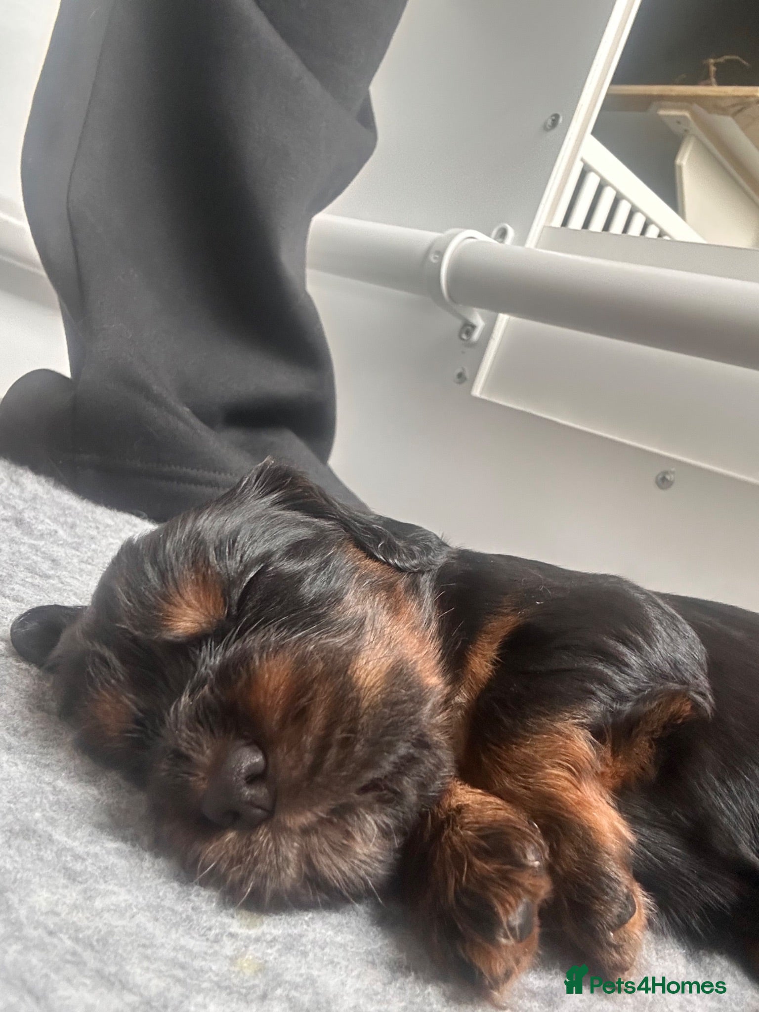 Cocker Spaniel dogs 1 Beautiful black/tan cocker spaniel remaining - Advert 21