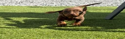 Miniature Dachshund dogs for sale: Miniature dachshund puppies  in Bridgwater - Advert 14