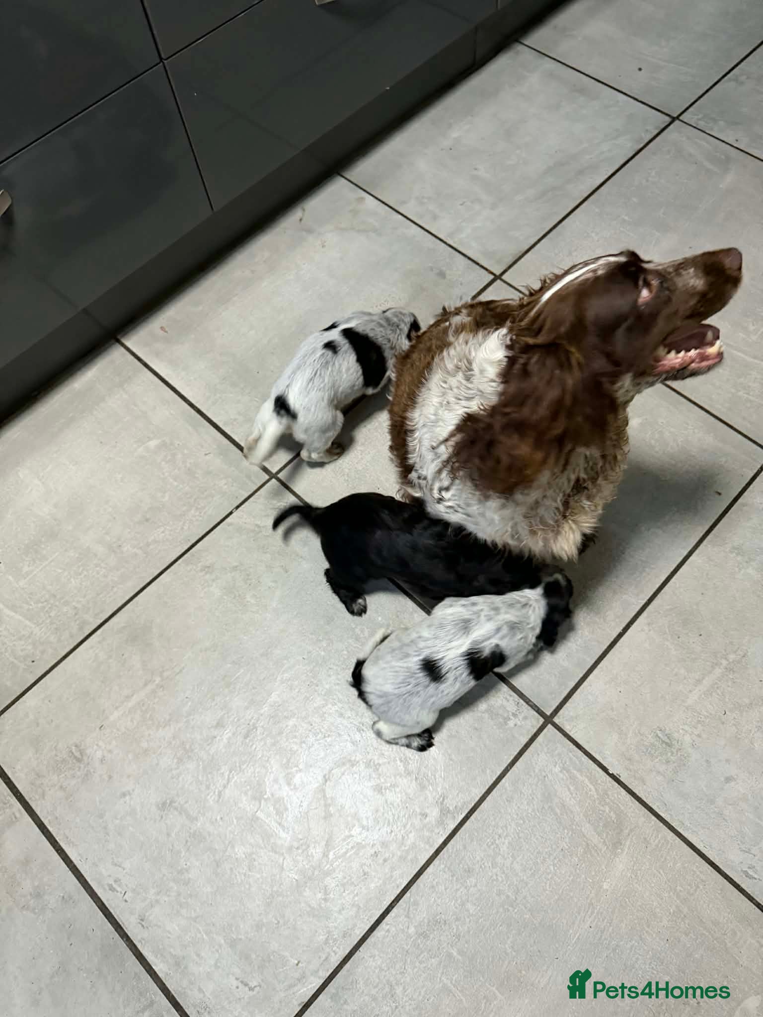 Cocker Spaniel dogs for sale: Beautiful Cocker Spaniel Girls - Advert 1