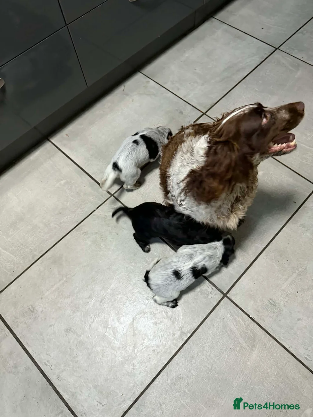 Cocker Spaniel dogs for sale: Beautiful Cocker Spaniel Girls in Exeter - Advert 1