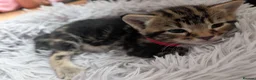 Mixed Breed cats for sale: Mixed Maine Coon Kittens  - Advert 12