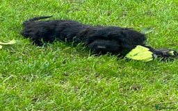 Cockapoo dogs for sale: Beautiful miniature Teddybear Cockapoo  puppies  - Image 16