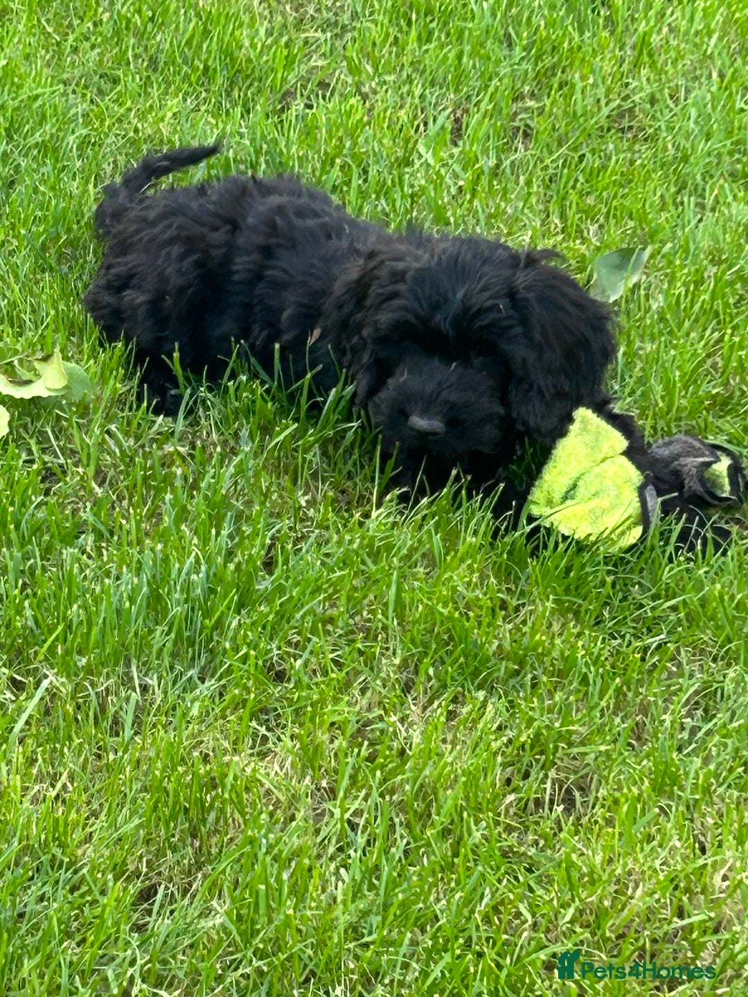 Cockapoo dogs for sale: Beautiful miniature Teddybear Cockapoo  puppies  - Image 16