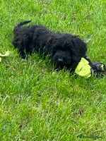 Cockapoo dogs - Advert 7