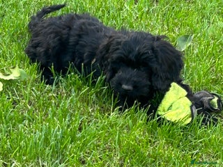 Cockapoo dogs - Advert 1