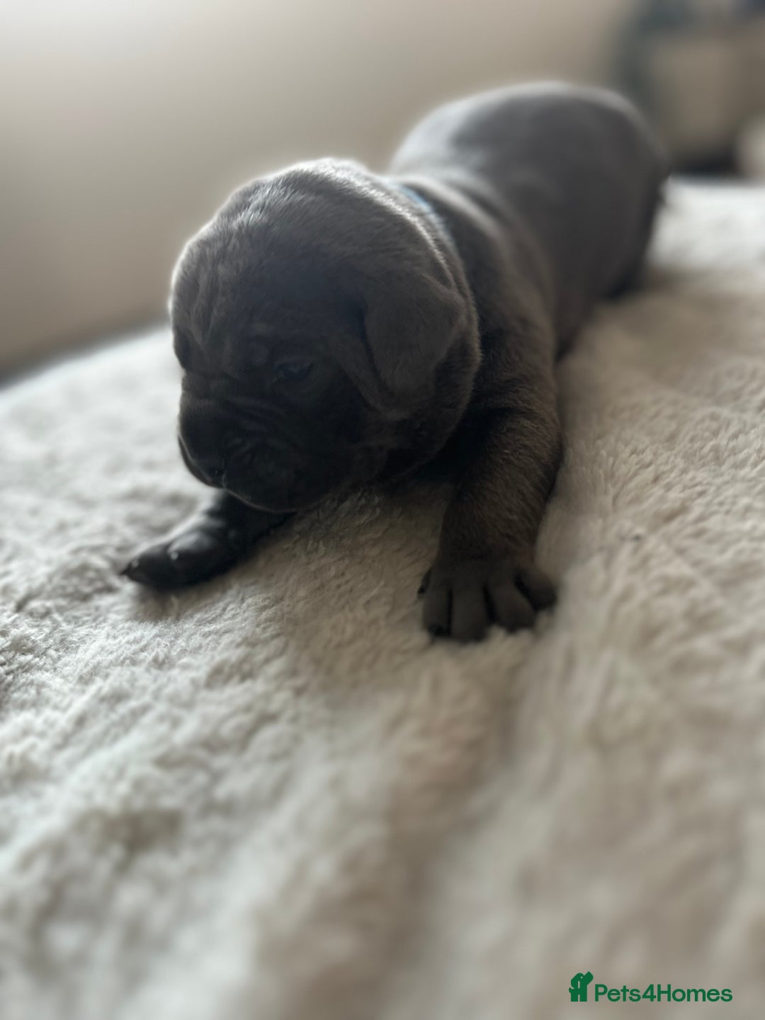 Cane Corso dogs for sale: Lupo D’Italia Kennels - Advert 28