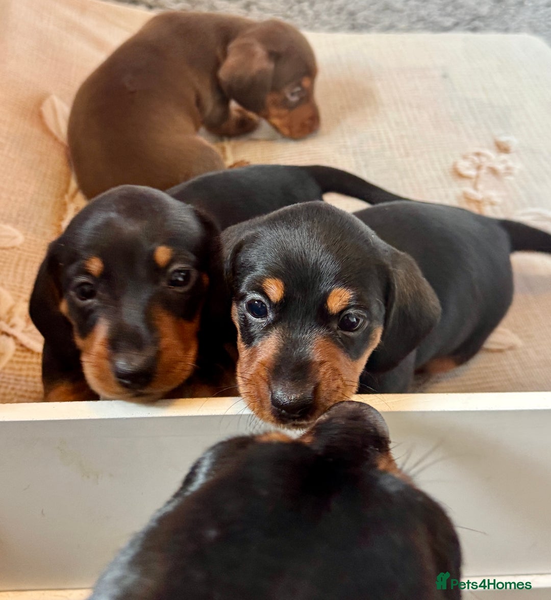 Dachshund dogs for sale: Mini dachshund puppies, PRA clear, health tested - Image 4