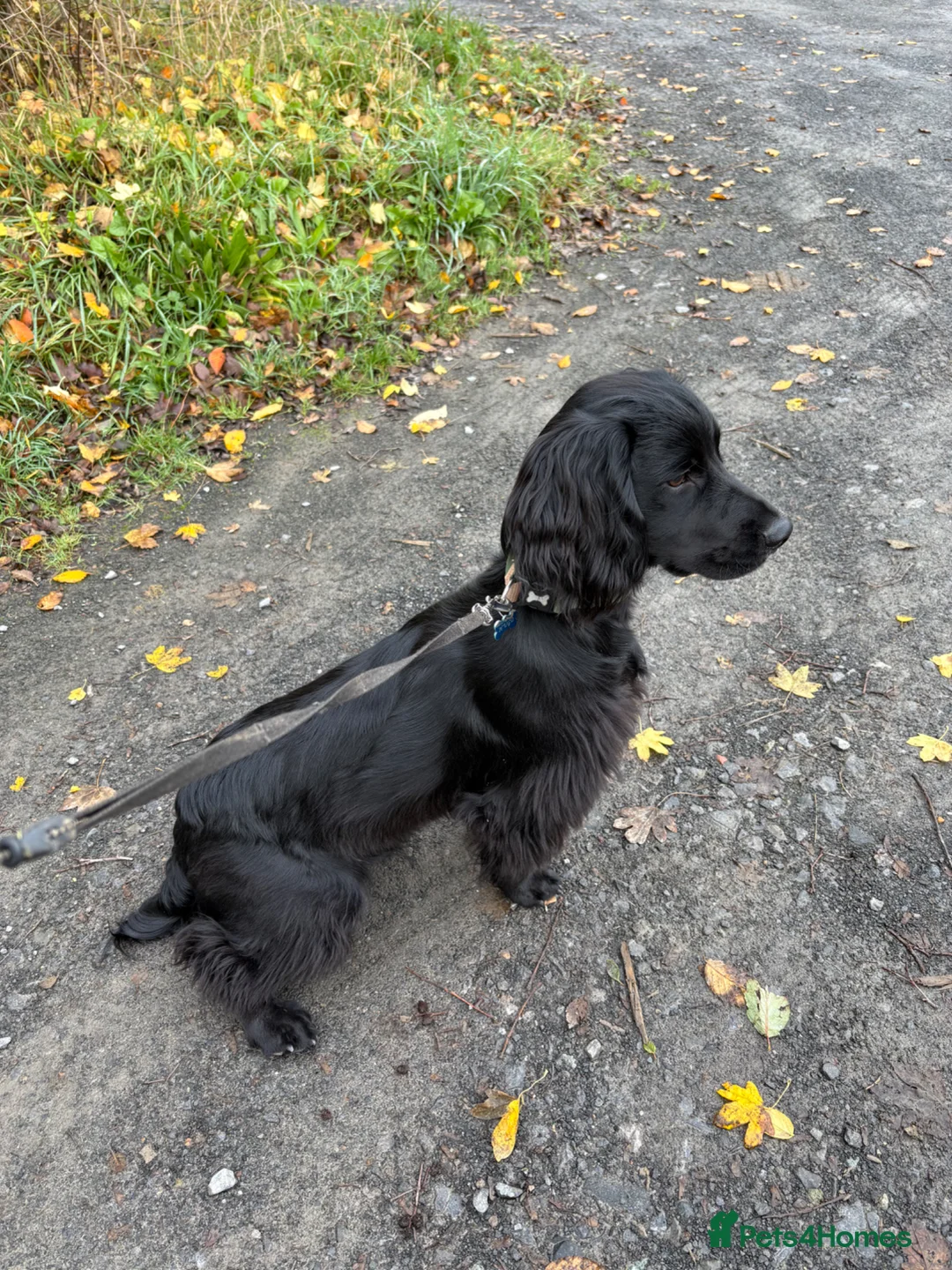 Sprocker dogs for sale: Sprocker, male 11 months old - Advert 2