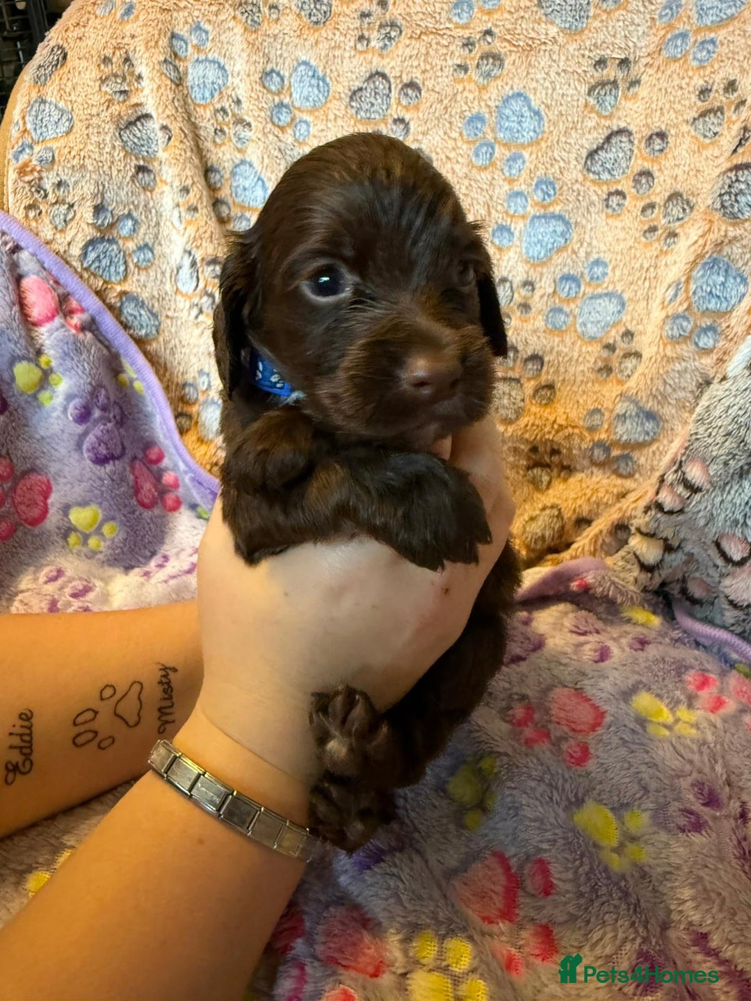 Cocker Spaniel dogs for sale: COCKER SPANIEL LITTER OF 9 IN SCARBOROUGH  - Image 7