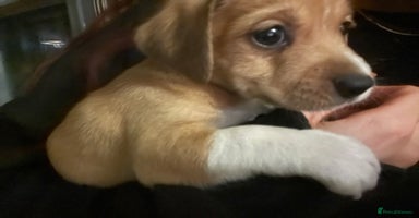 Jack Russell dogs ⭐️❤️jack russell pups blue merle ❤️⭐️ - Advert 11