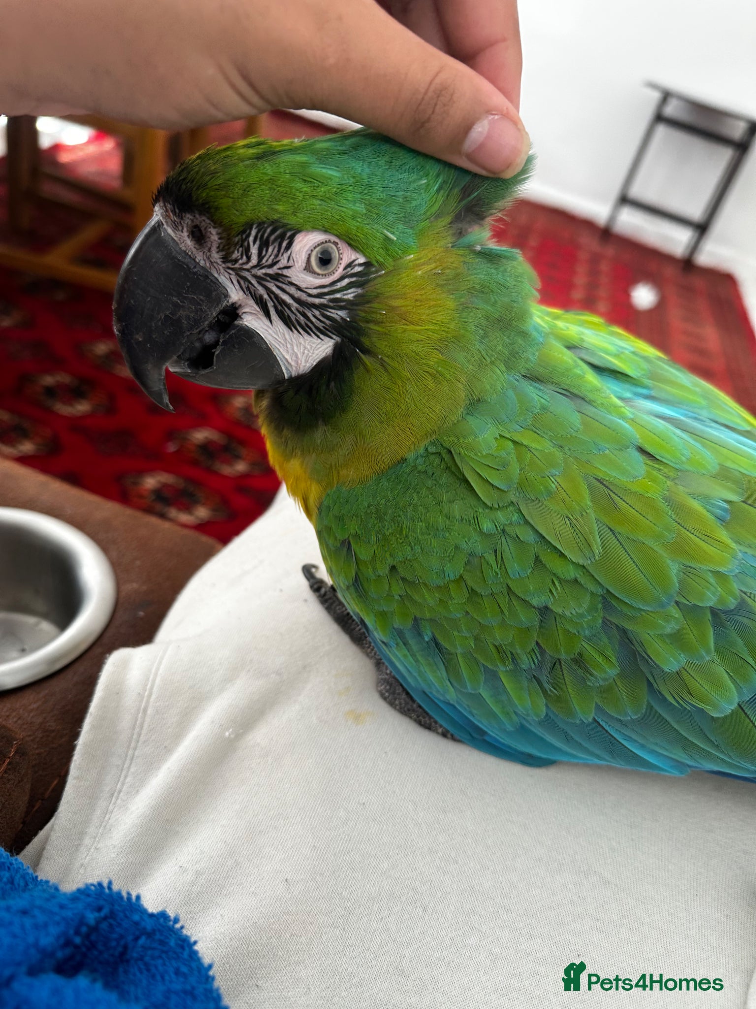 Parrots birds for sale: Rare stunning hybrid milligold macaw   in Harrow - Advert 5