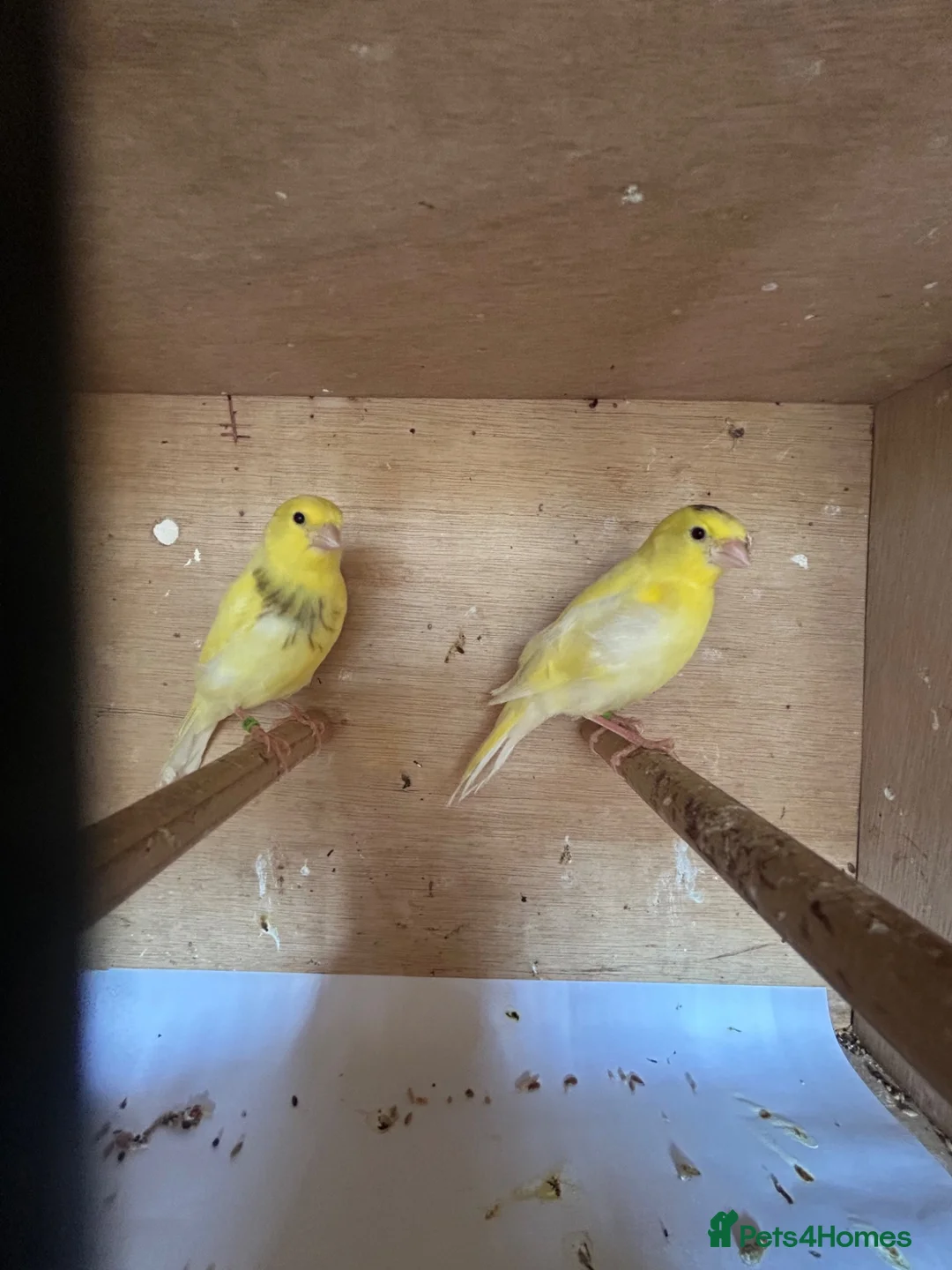 Canaries birds for sale: Canerys for sale  - Advert 2