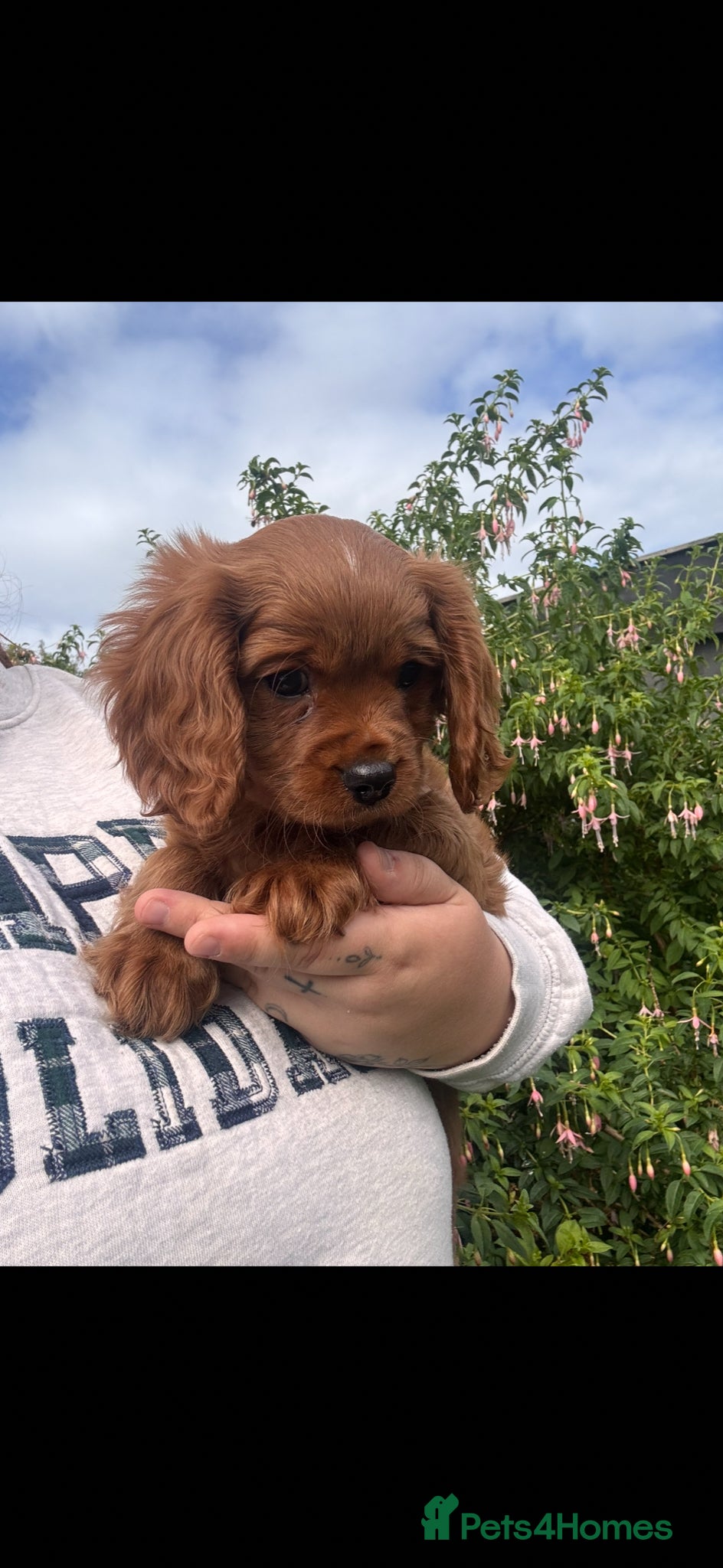 Cavapoo dogs ❤️LAST PUP READY TO LEAVE TODAY CAVAPOO PUPPIES❤️ - Advert 2