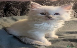 Ragdoll cats for sale: 💕💛GCCF Registered 💛💕Pedigree Ragdoll kittens - Image 16