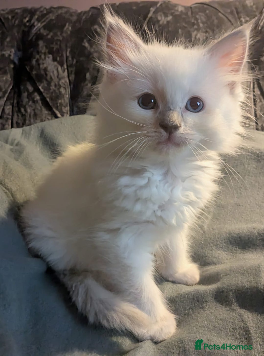 Ragdoll cats for sale: 💕💛GCCF Registered 💛💕Pedigree Ragdoll kittens - Image 16
