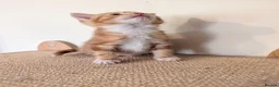 Mixed Breed cats for sale: Gorgeous kittens looking for forever homes - Advert 5