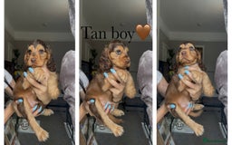 Cocker Spaniel dogs for sale: 7 beautiful chocolate sable cocker spaniels - Image 33