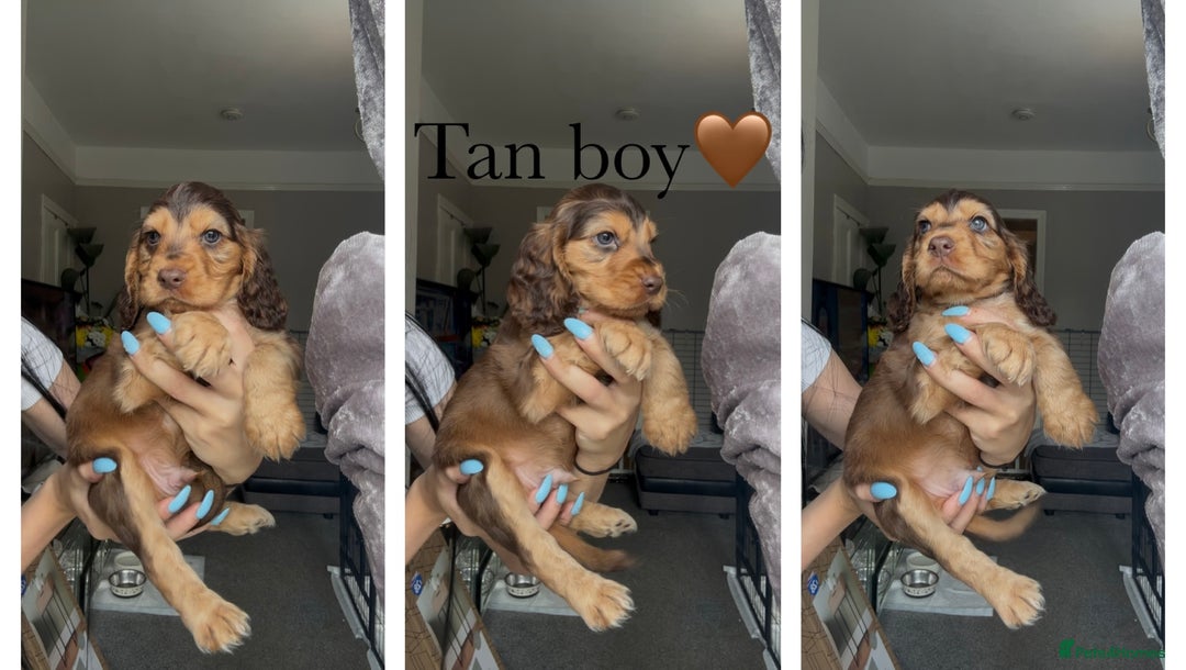 Cocker Spaniel dogs for sale: 7 beautiful chocolate sable cocker spaniels - Image 33