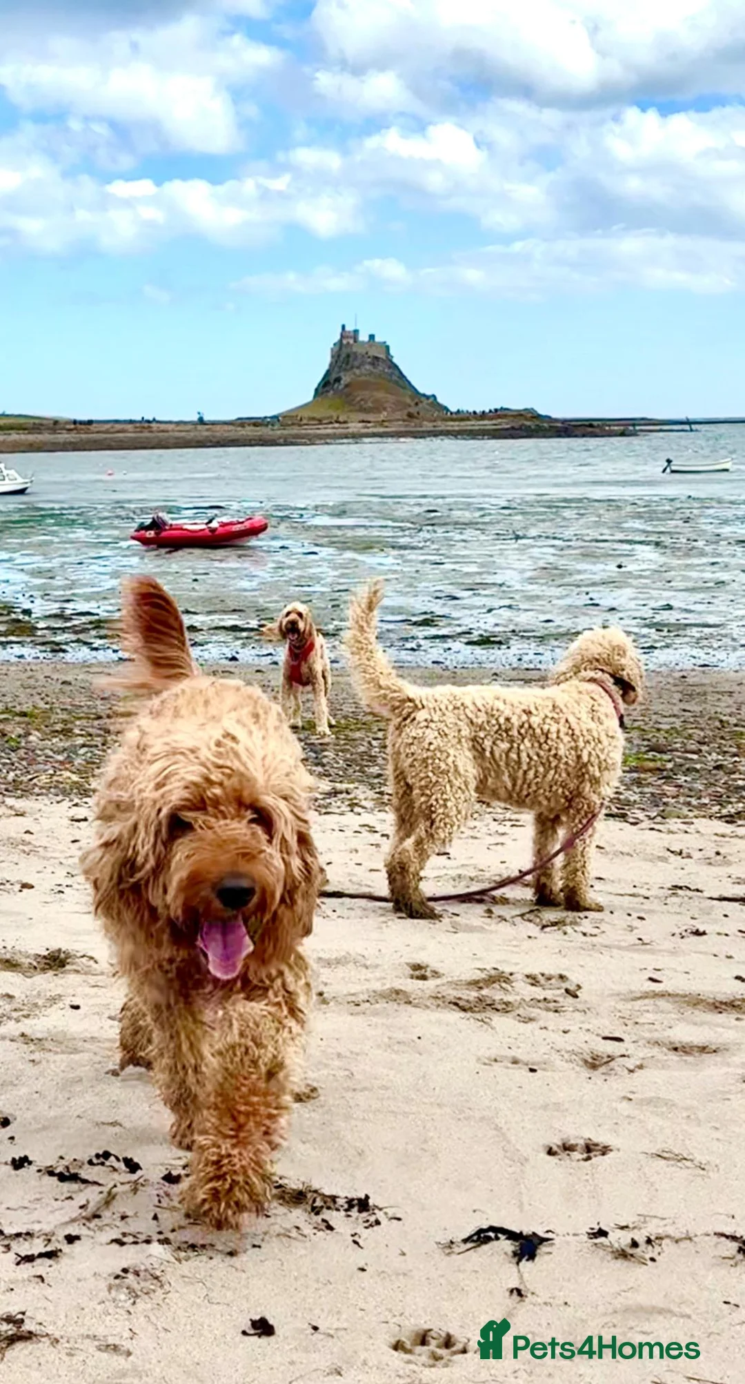 Irish Doodle dogs for sale: LARGE Irish Golden Doodle Puppies- red curly coats in Winchester - Advert 2