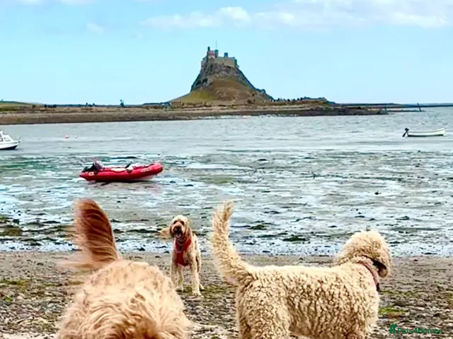 Irish Doodle dogs LARGE Irish Golden Doodle Puppies- red curly coats - Advert 2